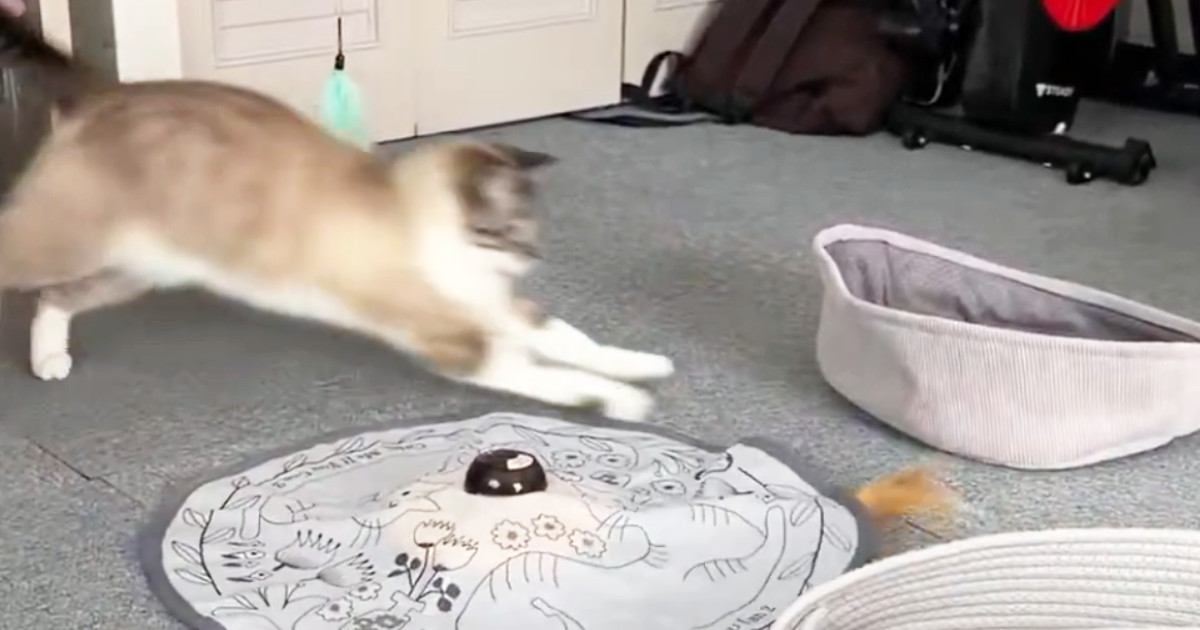 『ミラクルがすぎる』夢中になっておもちゃで遊んでいた猫→近くにあるベッドに入ると…次の瞬間『まさかの展開』が110万表示「可愛いｗ」