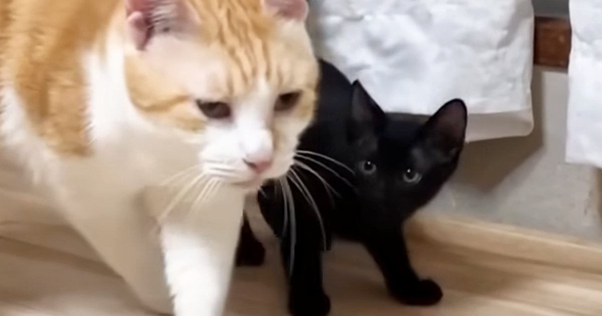 保護された黒猫→先住猫のことが大好きになった結果…かわいすぎる行動に癒される人続出「わかりやすいｗ」「最強ベビーシッター」