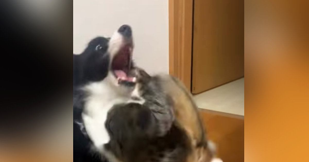 生後6か月の子猫→犬に狙いを定めると…まさかの『狙った場所』とじゃれ合いの様子が152万再生「予想以上の狩られ方ｗ」「すごいｗ」