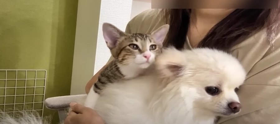 「ママの膝は僕のもの！」どうしても乗りたい子猫ちゃん♡