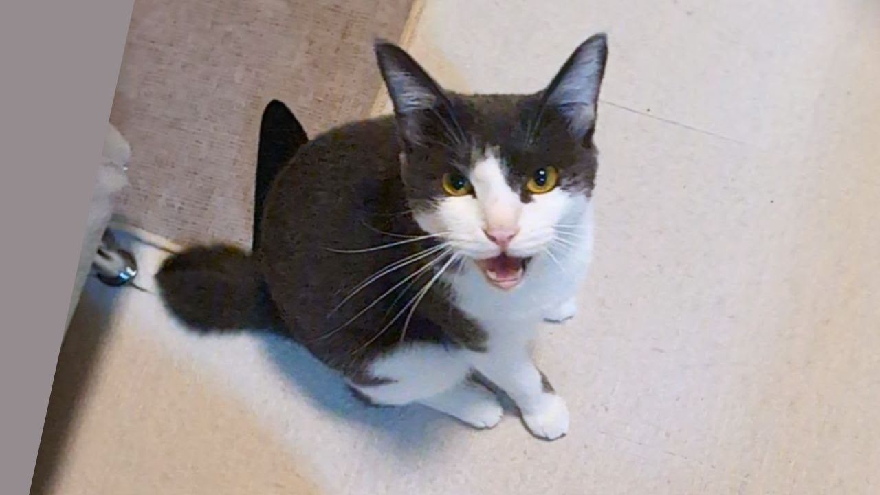 お留守番していた猫→飼い主さんが帰ってくると…『文句が止まらない光景』に「愛が感じられて涙」「ずっと待ってたんだろうねぇ」と反響