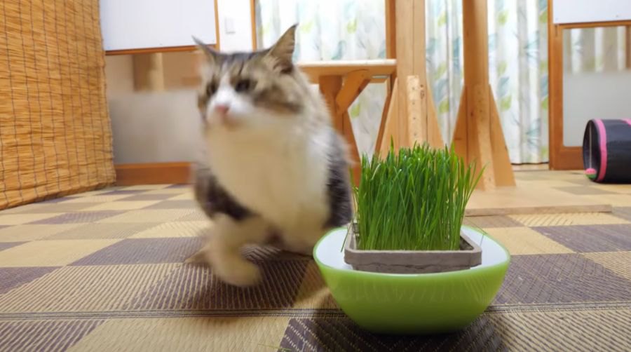 突然の猛ダッシュ！？食後にどこかへ走っていく猫ちゃん！