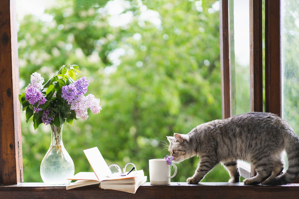 猫には毒になる『危険な“秋の花・植物”』4選　誤飲が命取りに…