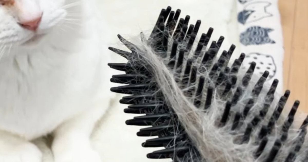 ネコが『自分の毛がついたブラシ』を見たら→表情が……たまらなく可愛らしい『リアクション』に「生き物に見えてるのかな」「賢いね」と反響