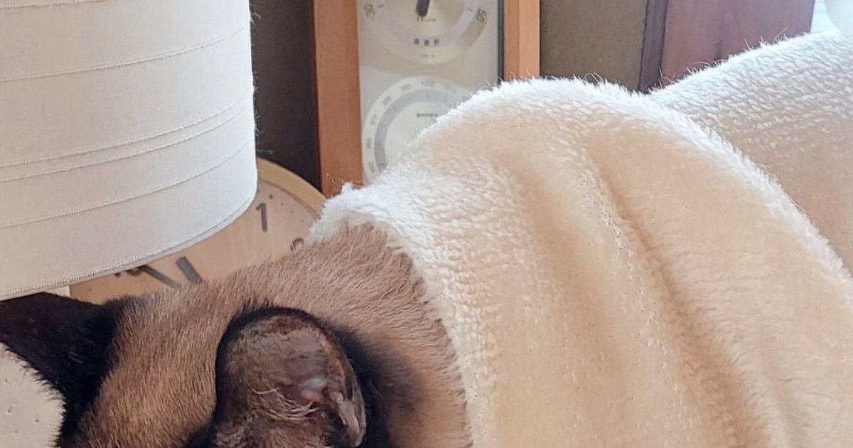 寒い冬、猫に『毛布』をかけてあげると…まるで人間のような『まさかの行動』に驚きの声「頭いいね」「わー器用！」と１万いいねの反響