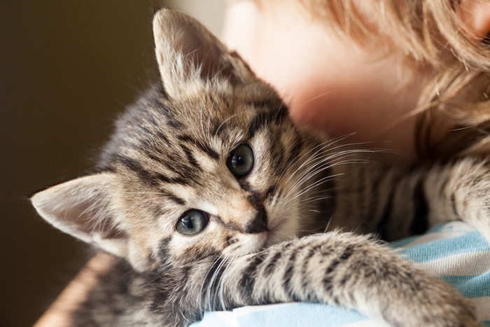 猫の分離不安症の症状とその対策について