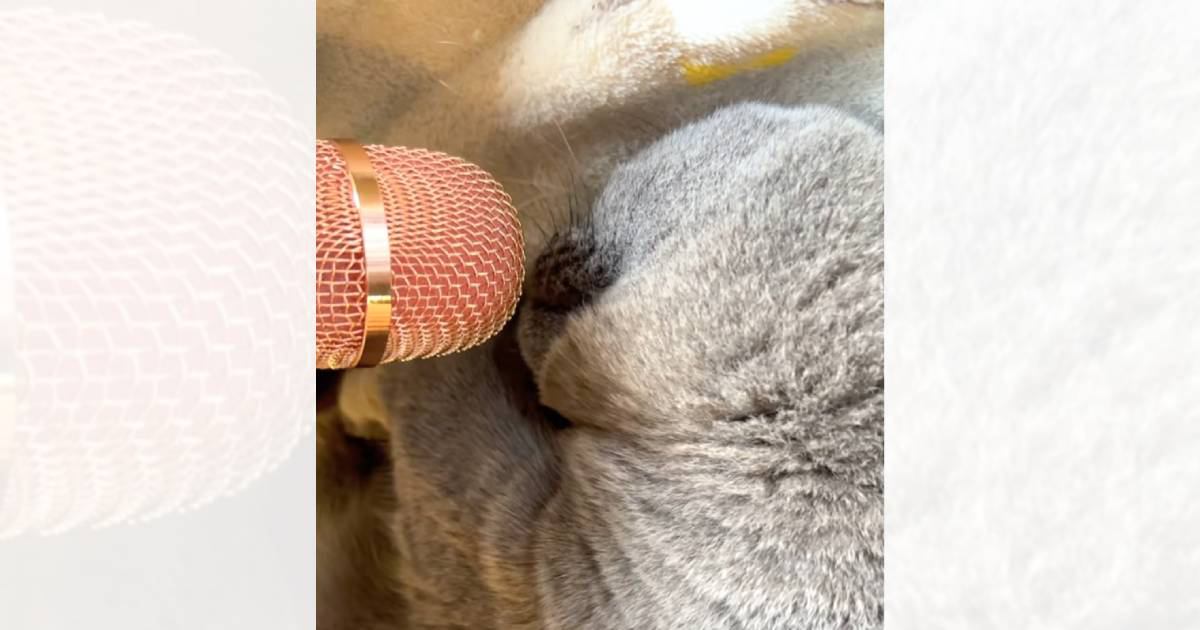 気持ちよさそうに眠る猫→マイクを口元に近づけてみたら…猫とは思えない『まさかの瞬間』が18万再生「想像以上だったｗ」「猫被った子供ｗ」