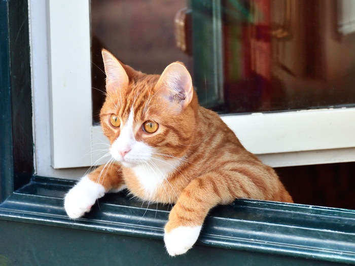 飼い猫は部屋の中だけで育てても問題ないのか