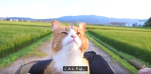 猫は「お手」を覚える！？「お散歩」は？？ 愛猫の個性を見極めて！