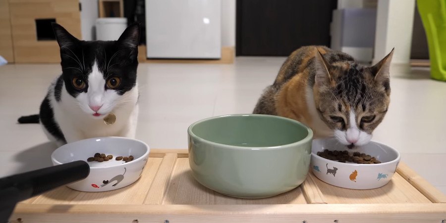 待ちきれない～！新しいご飯で猫ちゃんテンションMAX♪