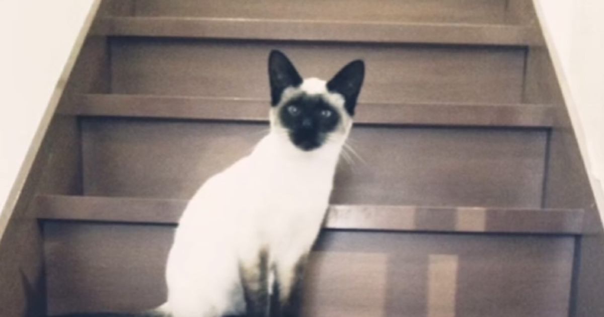 「途中で入れ替わった？ｗ」お家に迎えたときは白い部分があった猫…『想像以上に変化した様子』が凄すぎると17万再生「日焼けがすごいｗ」