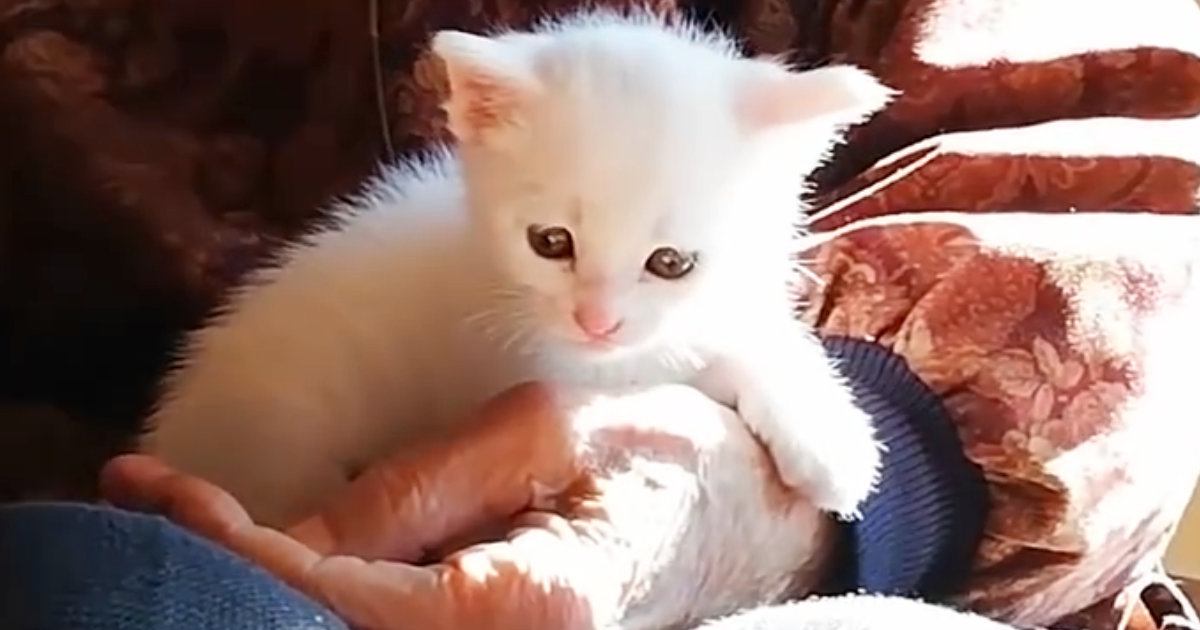 元気に遊ぶ赤ちゃん猫→『おばあちゃんの膝の上』に向かうと……ほっこりする光景に「なんて優しい世界」「可愛くて仕方がない」と反響