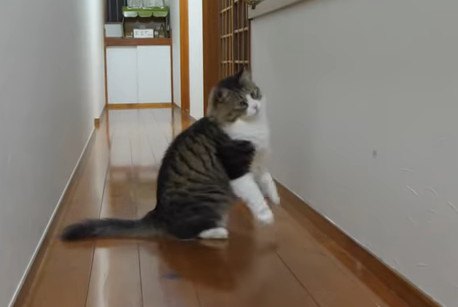 ドタンバタン！虫を追いかけ走る大柄猫ちゃん