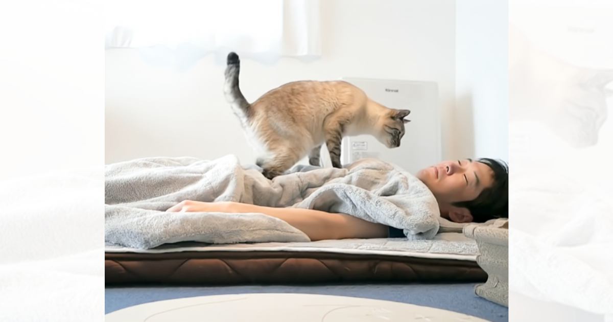 『多分、逆効果だよ』朝に友人を起こそうとする猫を見てみると……まさかの『作戦』に「うらやましい」「確かに起きれないねｗ」と8万再生