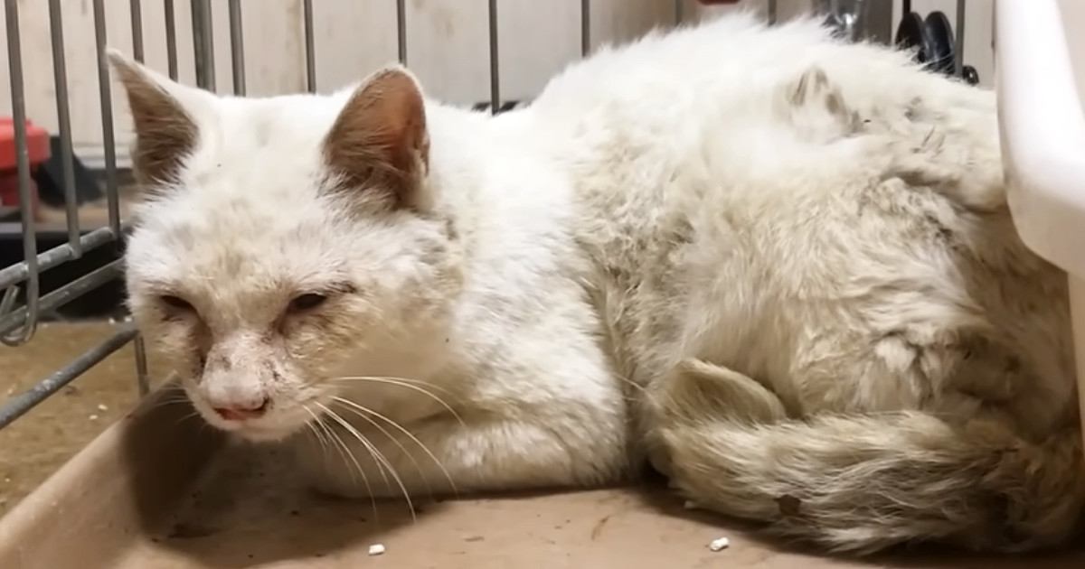ボロボロの白猫を保護→"ピカピカの真っ白にしよう"と決めた日から『７年』…現在の様子に「泣けてくる」「立派になったね」と感動の声