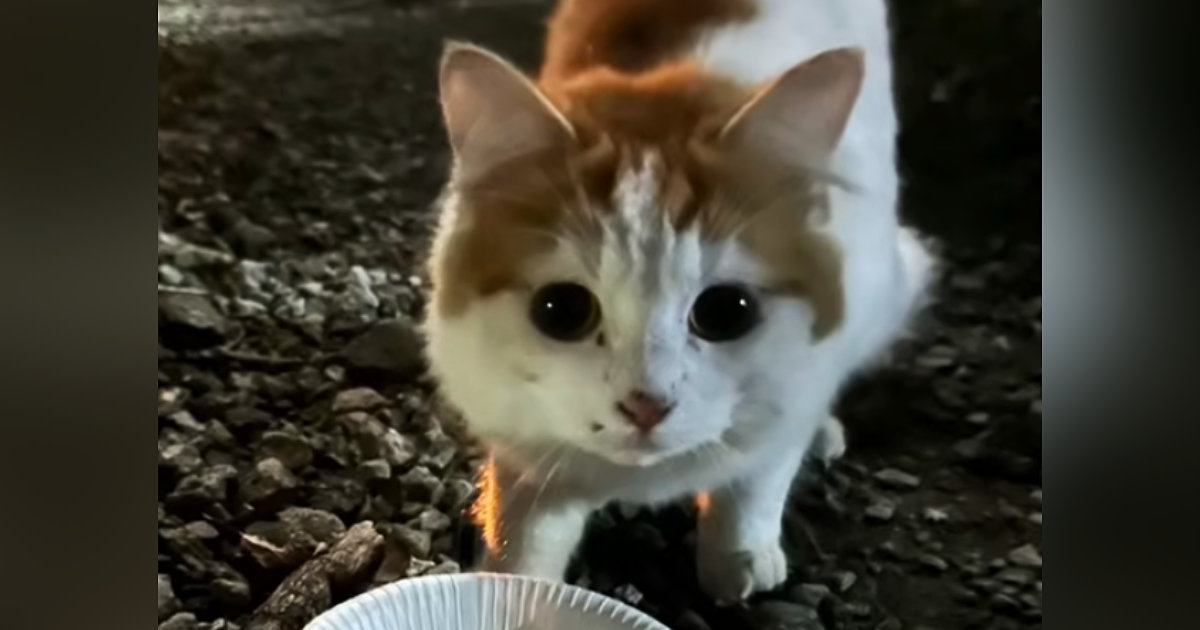 『おうちに入りたい』寒い外で『網戸に引っかかっていた猫』が保護された結果…現在の様子に「本当にありがとう」「愛されてよかった」と感動の声