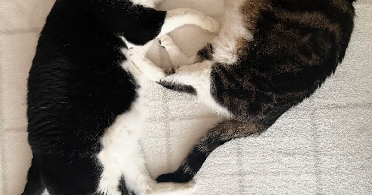 仲良くいっしょに眠っていた2匹の猫→『おてて』を見たら…思わず撮影した『尊い瞬間』に「きゃわいい」「フュージョンかな」の声