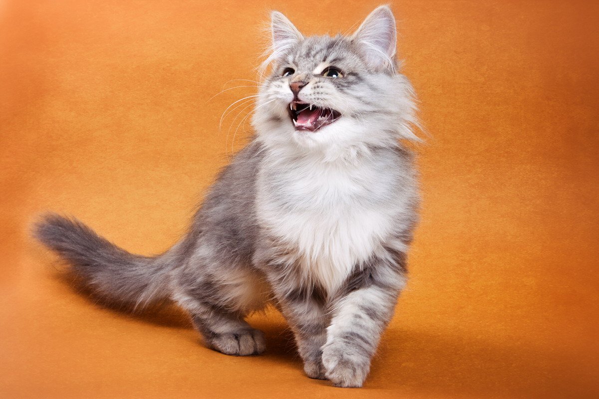 愛猫の不思議な『ぷるる～』という鳴き声の意味4選　かわいい気持ちがこめられていた！