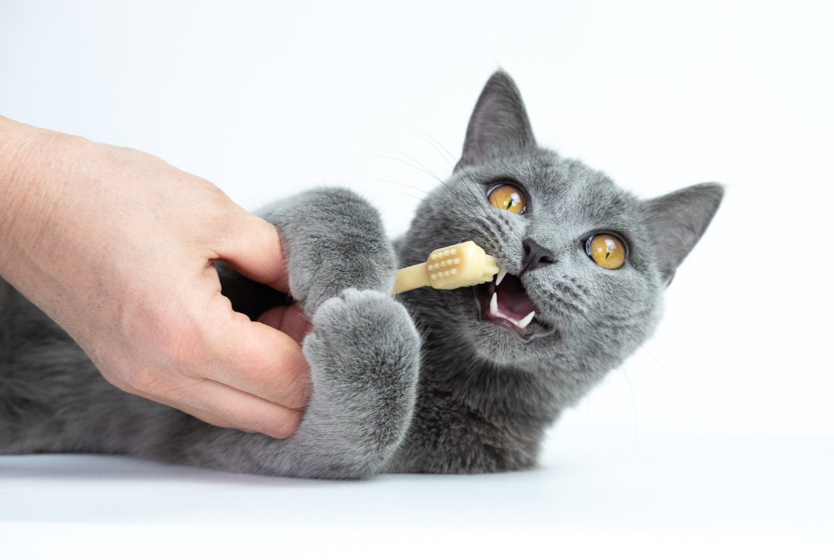 猫の『口腔ケア』が重要な理由3選　怠ると起こりうるリスクやトラブルの予防法