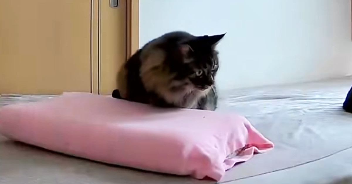 『見守りカメラ』を見ていたら、『愛猫』が…完全に『猫をサボっている瞬間』に１万いいね「カメラ回ってるよｗ」「完全に気を抜いてる」