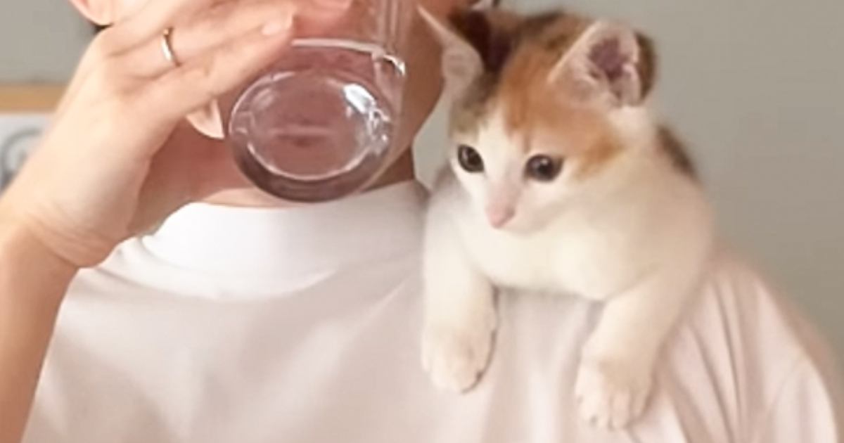 朝の支度をしようとママがキッチンに立つと、『ずっと一緒にいたい子猫』が……羨ましすぎる光景に絶賛の声「たまらん」「とても癒された」