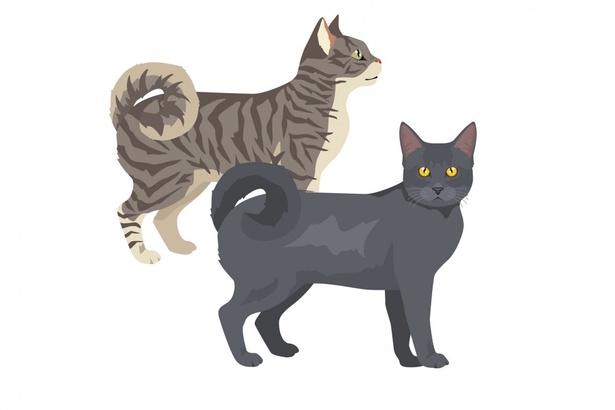 【獣医師監修】アメリカンリングテイルってどんな猫？猫種の性格や飼う前の注意点・価格相場まで徹底解説