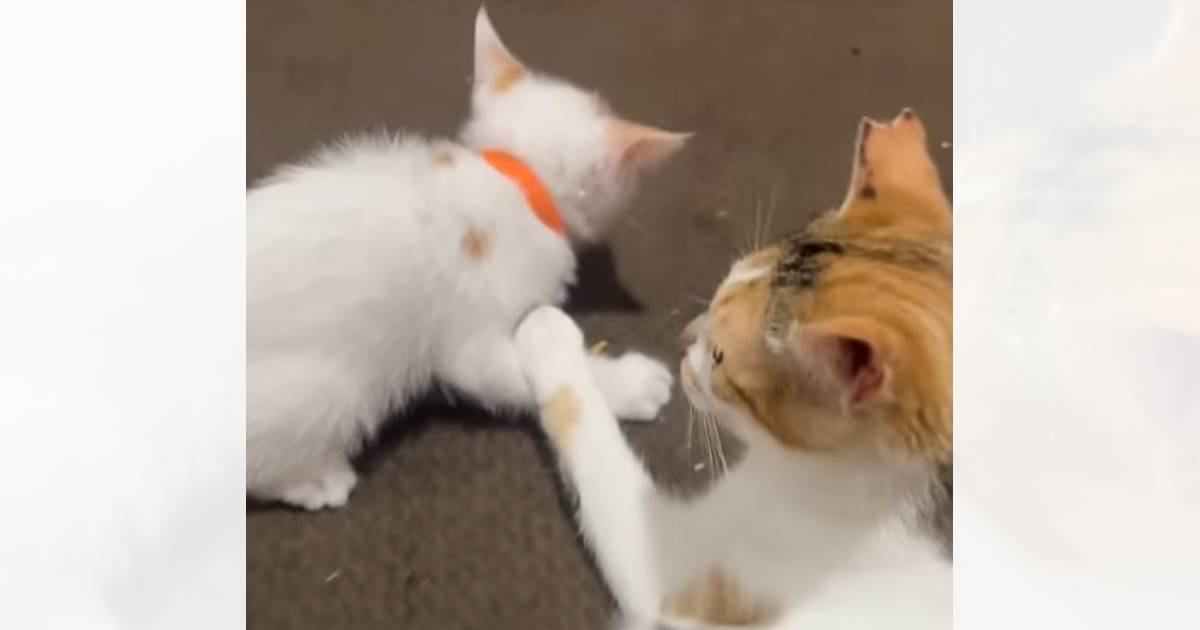 母になれなかった猫が『血の繋がっていない3匹の子猫』と出会った結果…驚きの光景が28万再生「素敵な話で泣いた」「尊くて涙でそう」