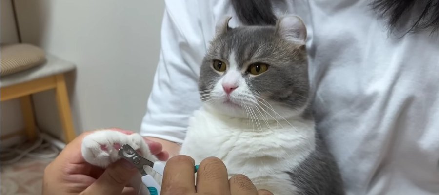 余裕の表情に漂う風格…！爪の切られ方を極めた猫ちゃんの流儀