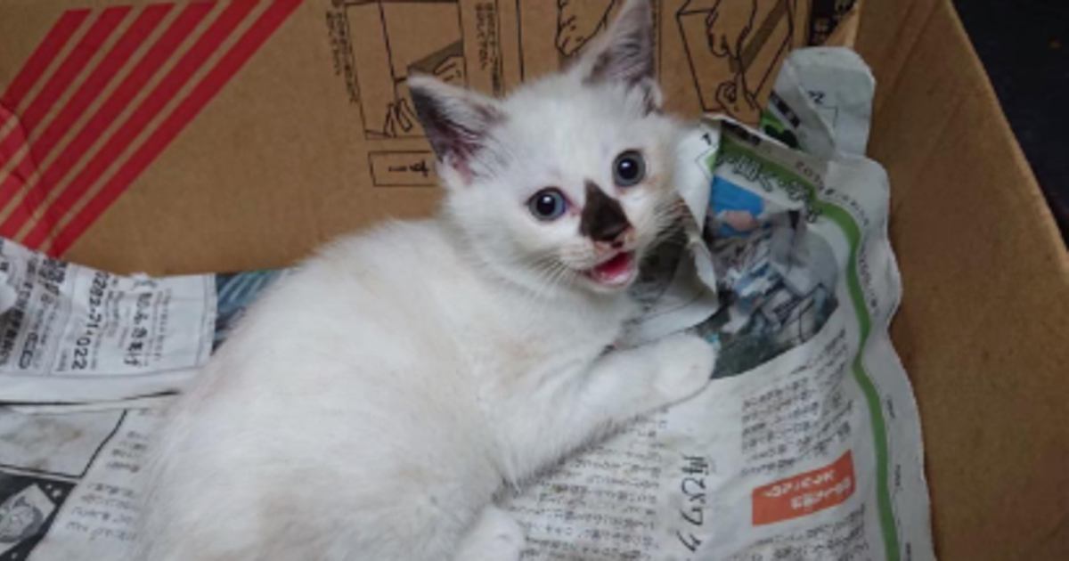 『白い子猫』を保護したら、３年後……衝撃の変化に「柄違いすぎて別猫ｗ」「すごーいｗなんだか素敵」同じ猫とは思えない"まさかの姿"が反響