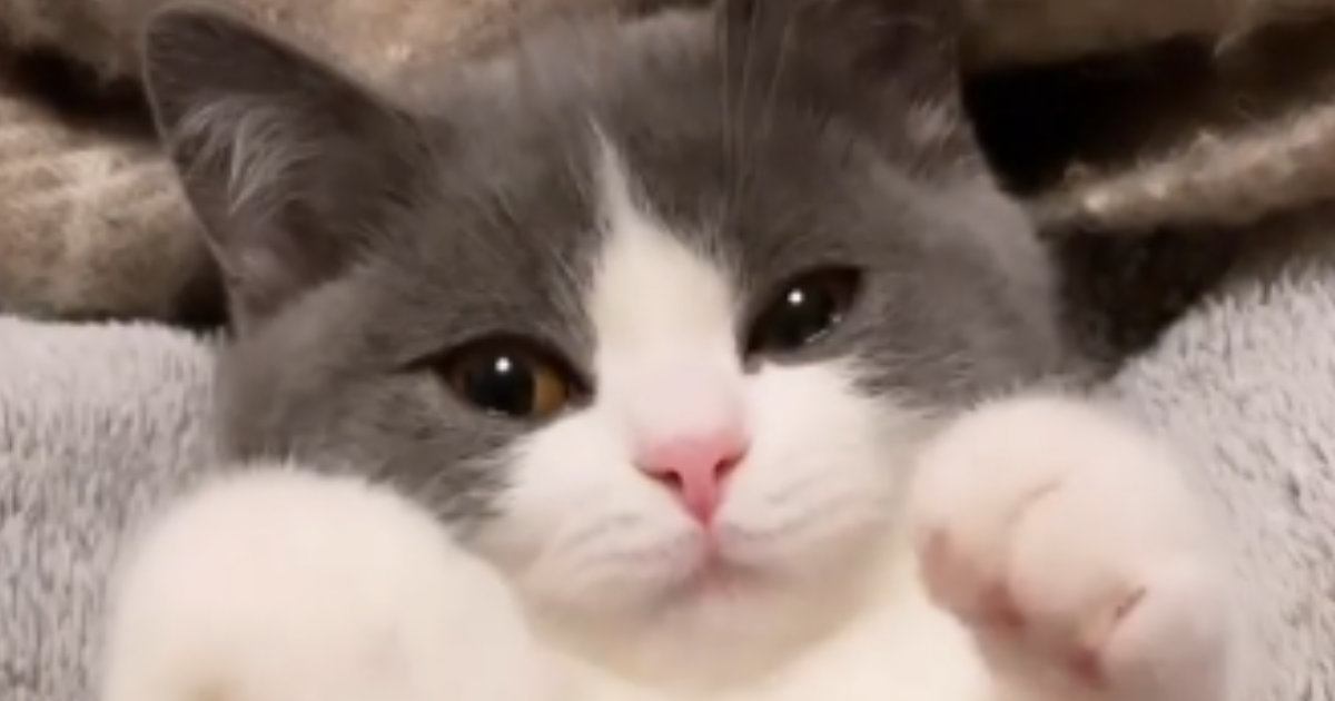 甘えん坊の子猫を『ブラッシング』していると…とんでもなくあざとい『まさかの仕草』が697万再生「うわー最高」「なんてすばらしい」と絶賛