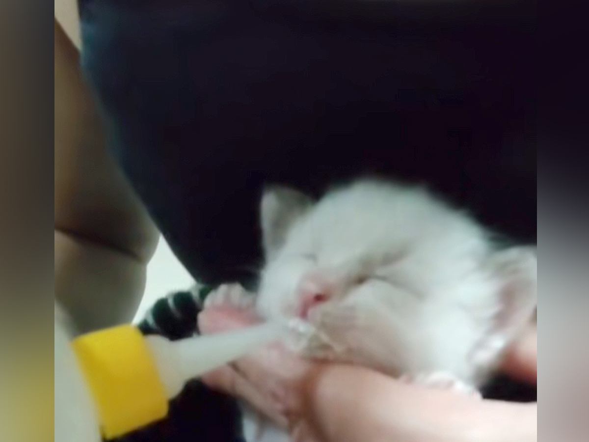 “顔が真っ白”な赤ちゃん猫→だんだん模様が浮かびあがってきて…まるで別猫のように成長した『まさかの姿』に反響「かわいすぎ」「キレイな目」