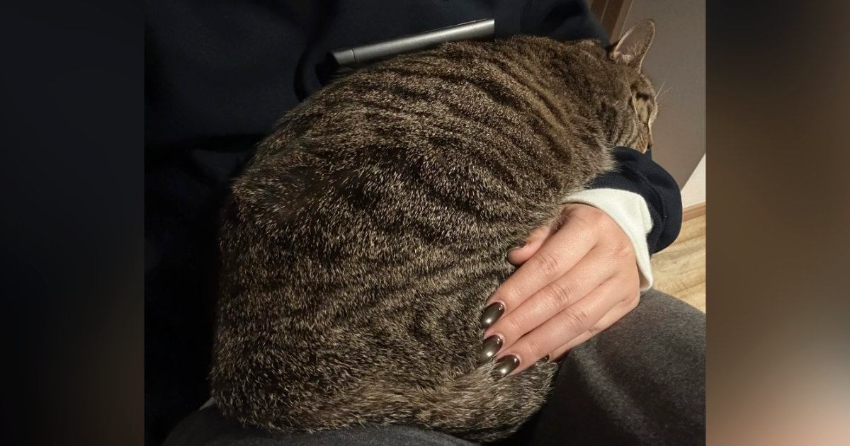 1時間ほど膝の上にいる猫→ぐっすり寝ててどかないなぁと思っていたら…予想外すぎる『表情』が話題「尚更かわいいｗ」「くつろいでるねｗ」