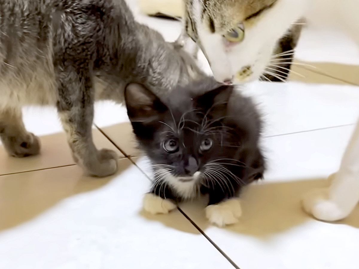 保護子猫が６匹の先住猫と初対面→みんなで近寄ってきて…微笑ましい『はじめましてのご挨拶』に反響「優しい先輩」「大丈夫そうだね」