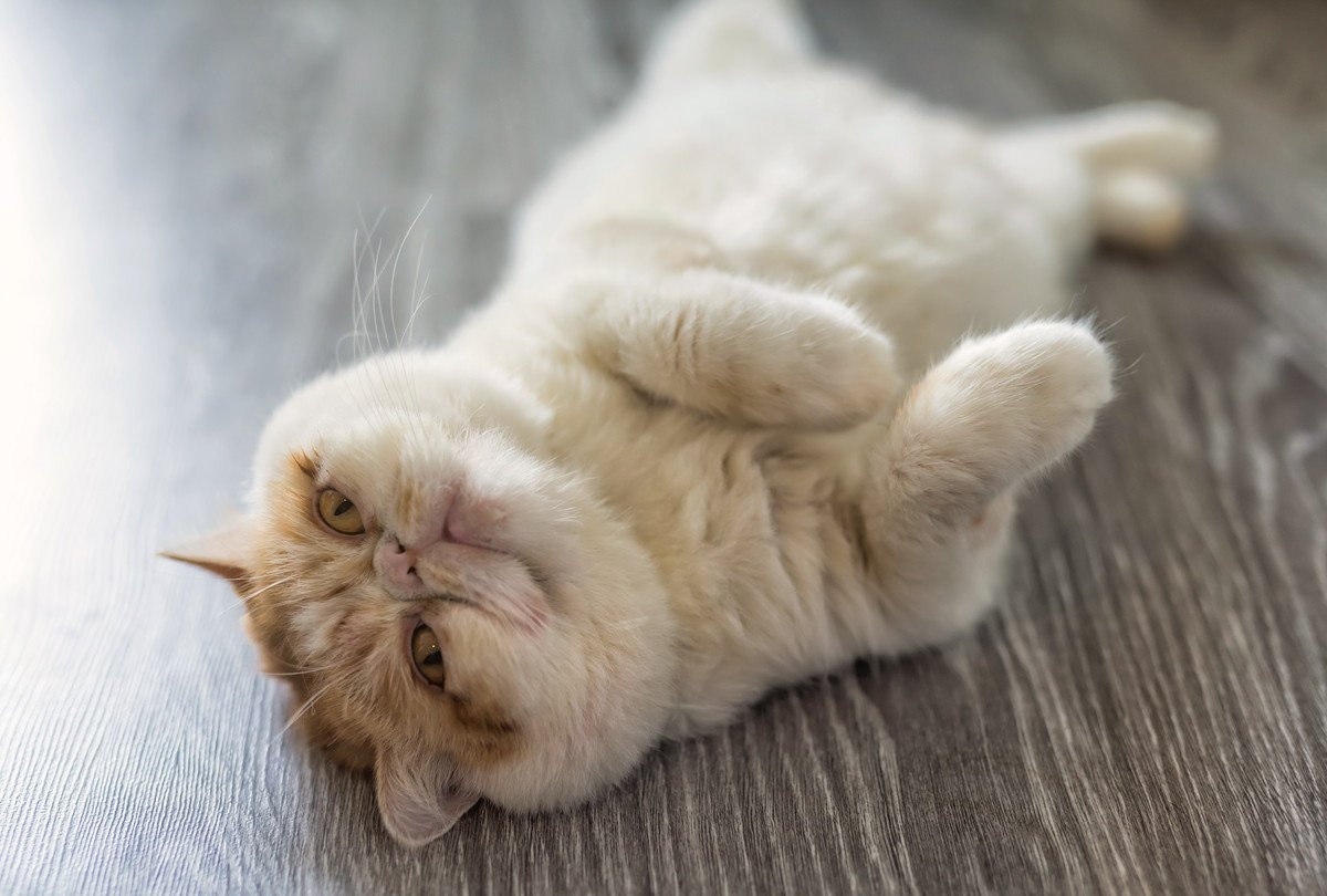 『人に懐きやすい』とされている猫種5選　種類別の特徴から飼うときの注意点まで