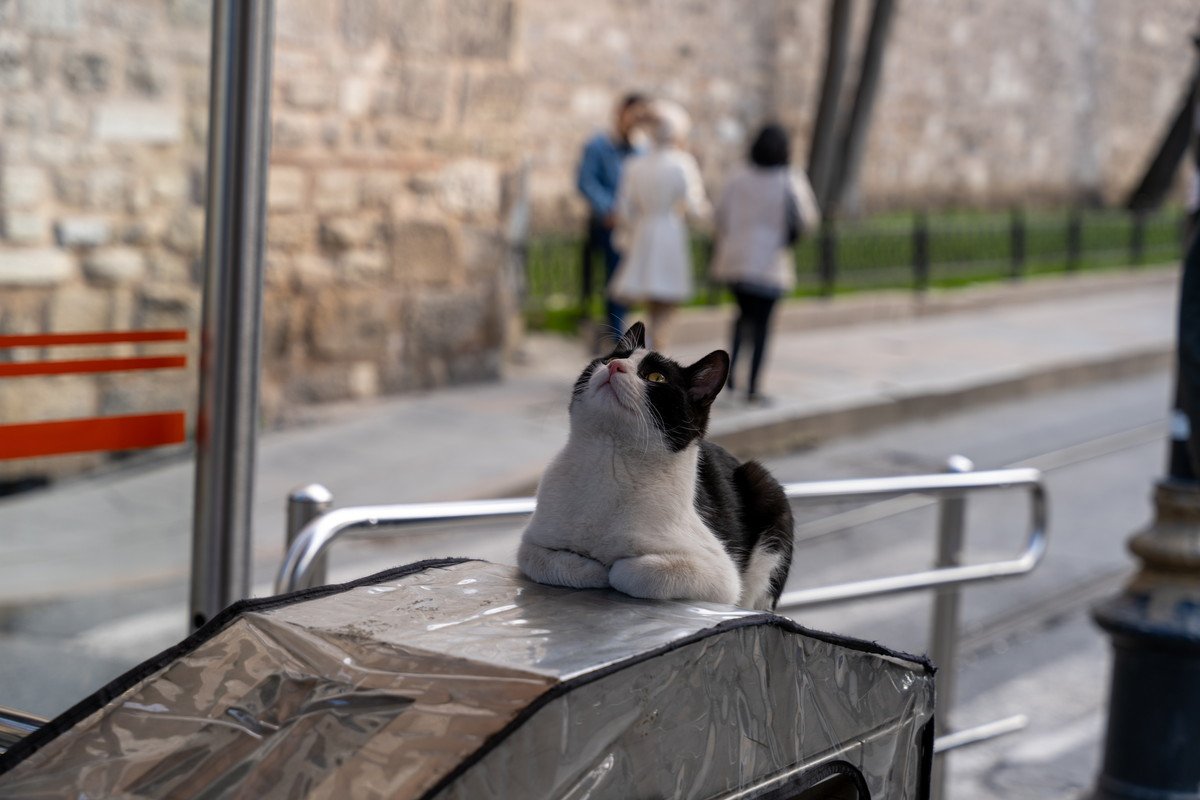 猫が無賃乗車でバス旅を満喫？バスの車内で冒険好きな猫が保護され、飼い主捜索中　英国