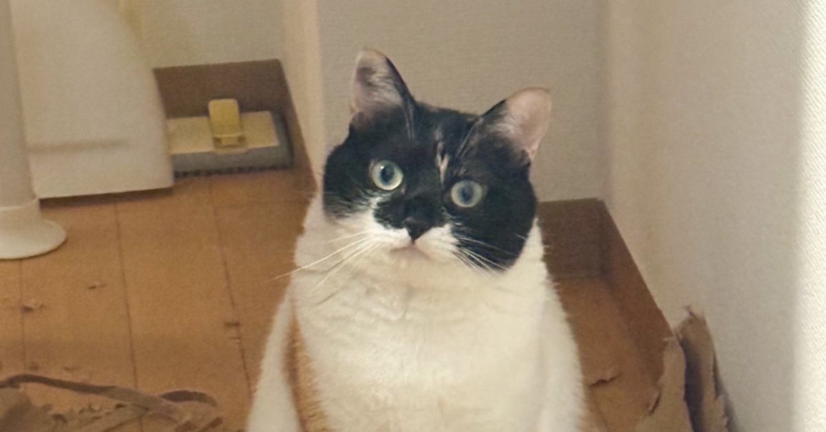 『廊下でドヤ顔をしていた猫』→まわりを見てみると…盛大なイタズラに笑っちゃう人が続出「可愛いから許しちゃうよねｗ」「愛おしい」と12万表示