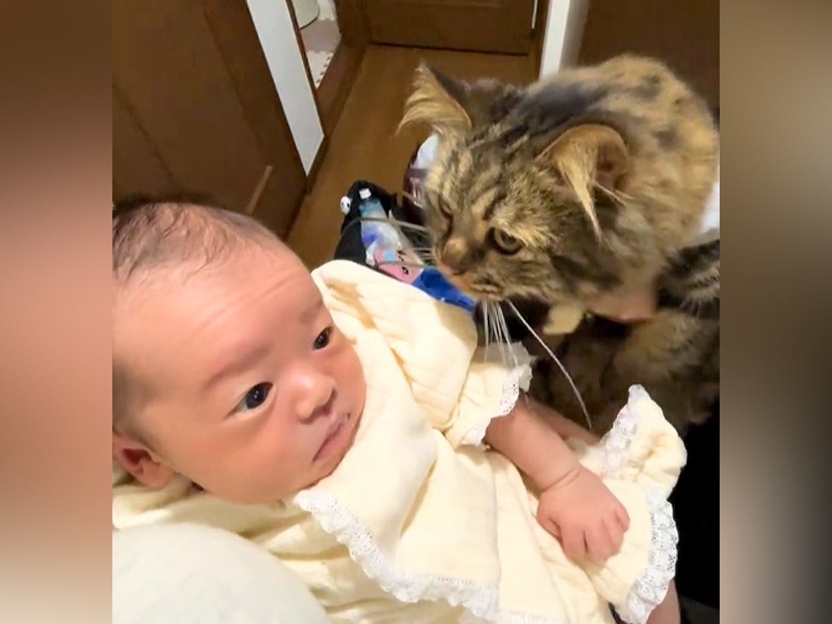 初めて対面した赤ちゃんをそっと見守るネコ→少しずつ距離が近くなって…宝物のような『尊い光景』に反響「見守ってるね」「可愛すぎる」