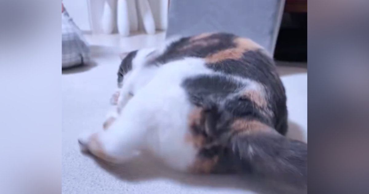 寝転がりながらおもちゃで遊ぶ猫を『後ろ側』から見た結果…たまらにゃい『お尻の動き』に５万いいね「ツンツンしたくなる」「元気出たｗ」