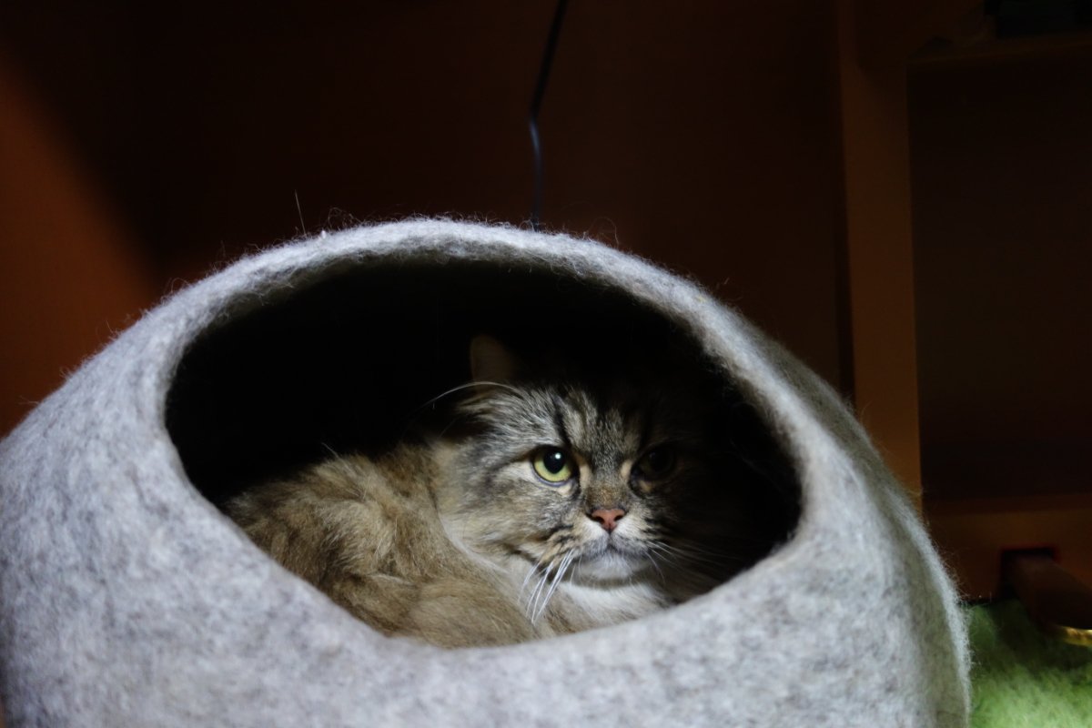 『ペットホテル』に預けられた猫が思っていること5つ　環境の変化による影響や帰宅した後の接し方まで