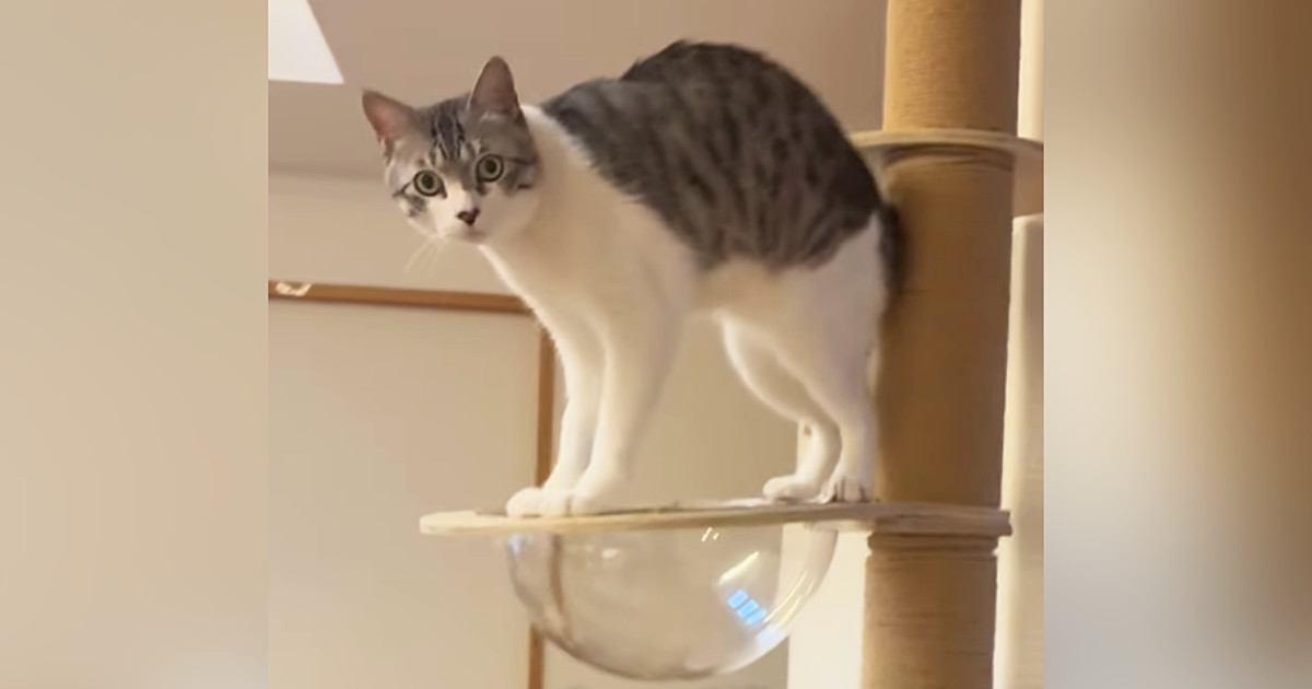 キャットタワーの透明ボウルにタオルを敷き忘れてしまい…猫が見せた『可愛らしい行動』が40万再生「押すな押すな状態ｗ」「たまらない」