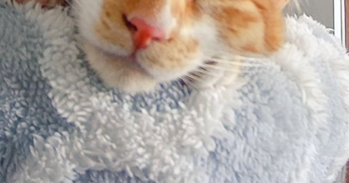 仕事の休憩中に『ペットカメラ』を覗いてみた結果…あまりにもラッキーな『可愛すぎる瞬間』に９万いいね「癒されるぅぅぅ」「ニヤけた」