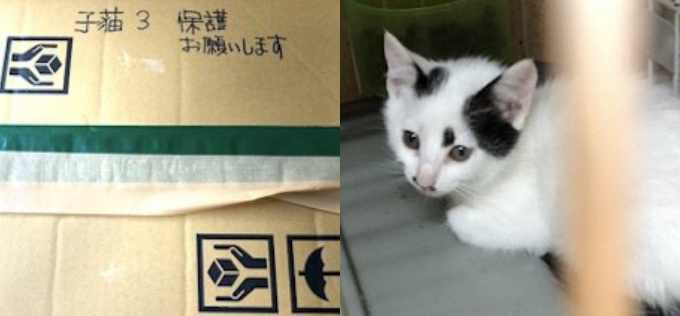 「子猫3保護お願いします」…悲しい動物遺棄の現実とは？