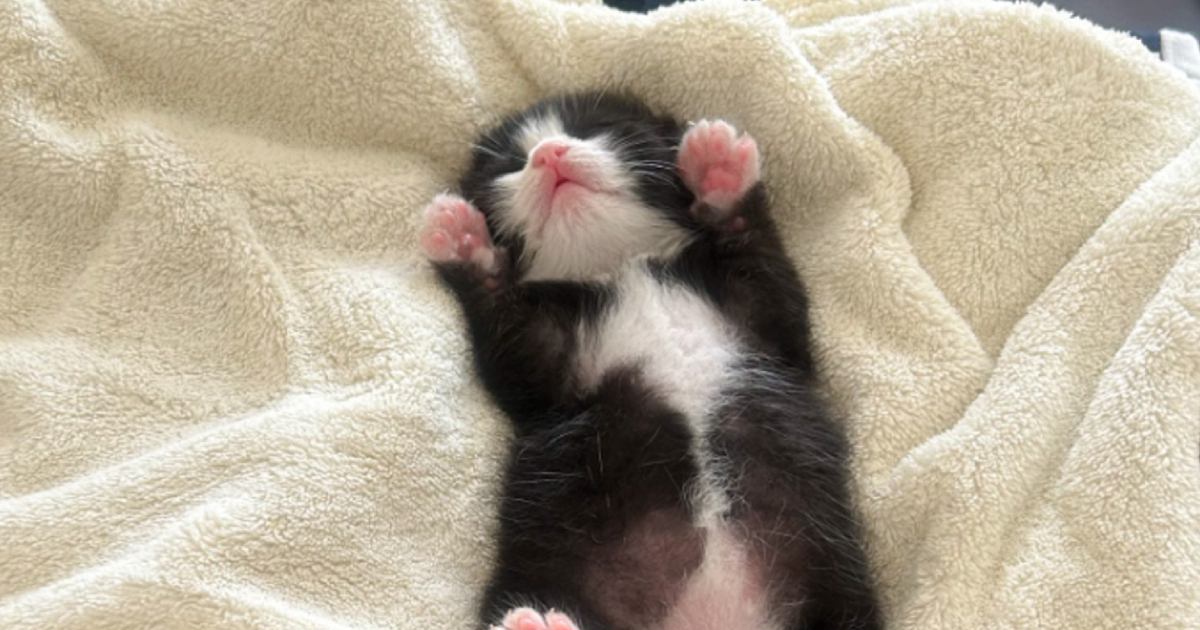 カーディガンのような模様が特徴的な保護赤ちゃん猫→"成長ビフォーアフター"が素敵すぎると51万表示「可愛すぎて震えた」「心を射抜かれた」