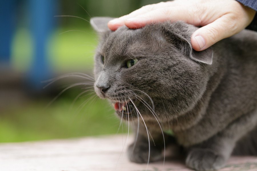 猫が触られると嫌な気持ちになる体の部位５つ