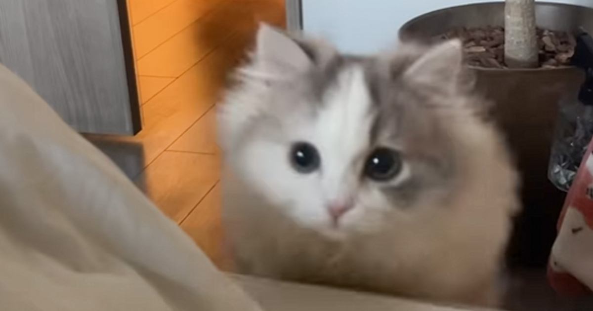 『猫が絶対に反応する音』は本当に来るの？気になって聴かせてみた結果…思わず驚いた『まさかの光景』が77万再生「なんて可愛さ」