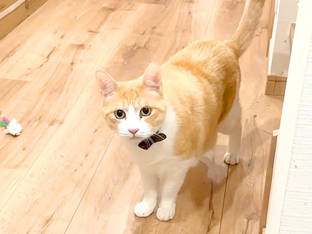 朝帰りしてしまった飼い主→ネコたちが出迎えてくれたかと思いきや…『想定外のリアクション』に反響「冷静に塩対応ｗ」「何してたんだ？って顔」