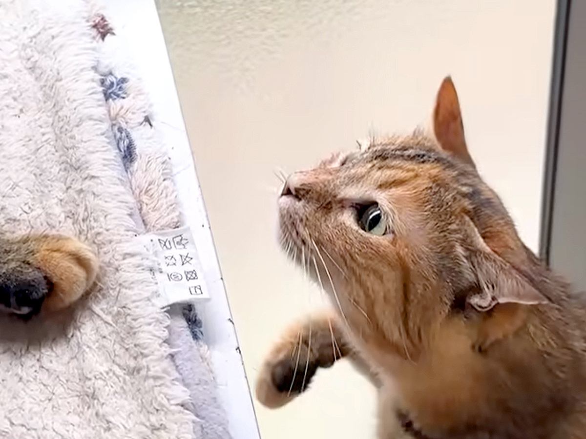 飼い主と同居犬ばかりに甘える子ども猫→めずらしく先輩猫のところへ行った結果…思わず応援したくなる『まさかの光景』に「勇気出したよね」