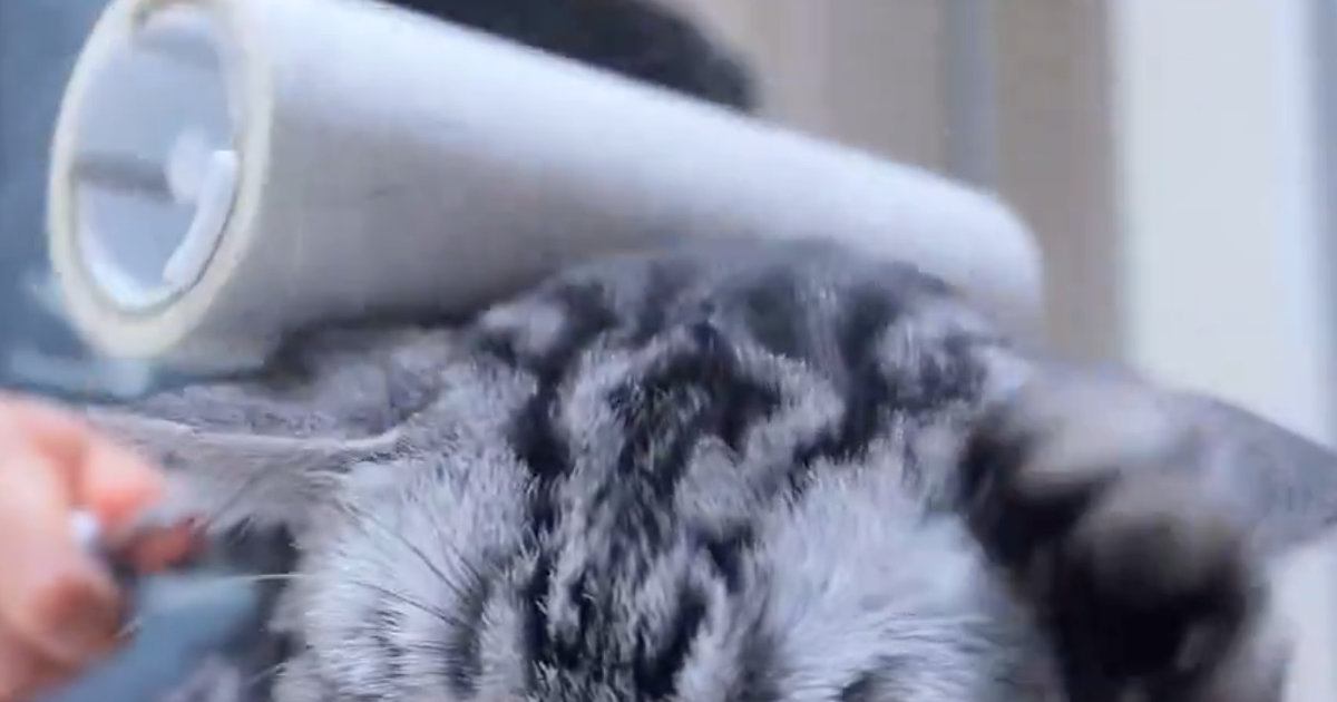 頭をマッサージしてもらう猫→気持ちいい場所がずれていたようで…『可愛すぎる行動』が101万表示「違う、違うｗ」「手がめっちゃパーｗ」