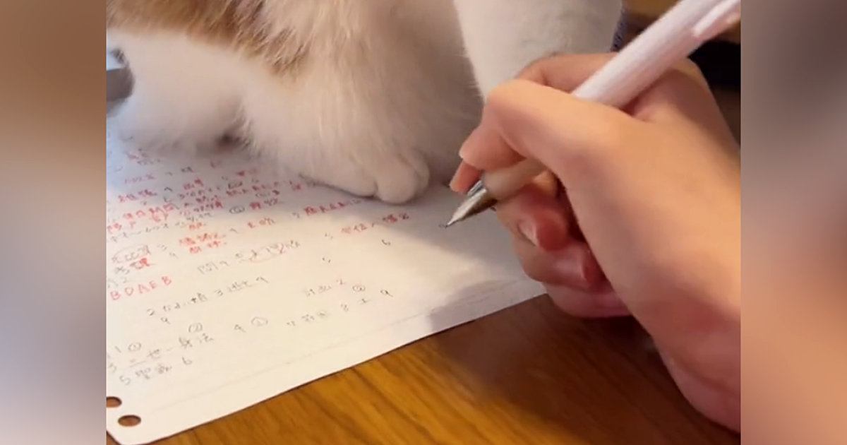 宿題をしようと手を動かしたら、ネコが……爆笑必至の『鉄壁のガード』が197万再生「先生ゆるしてくれる」「力強めで笑ったｗ」