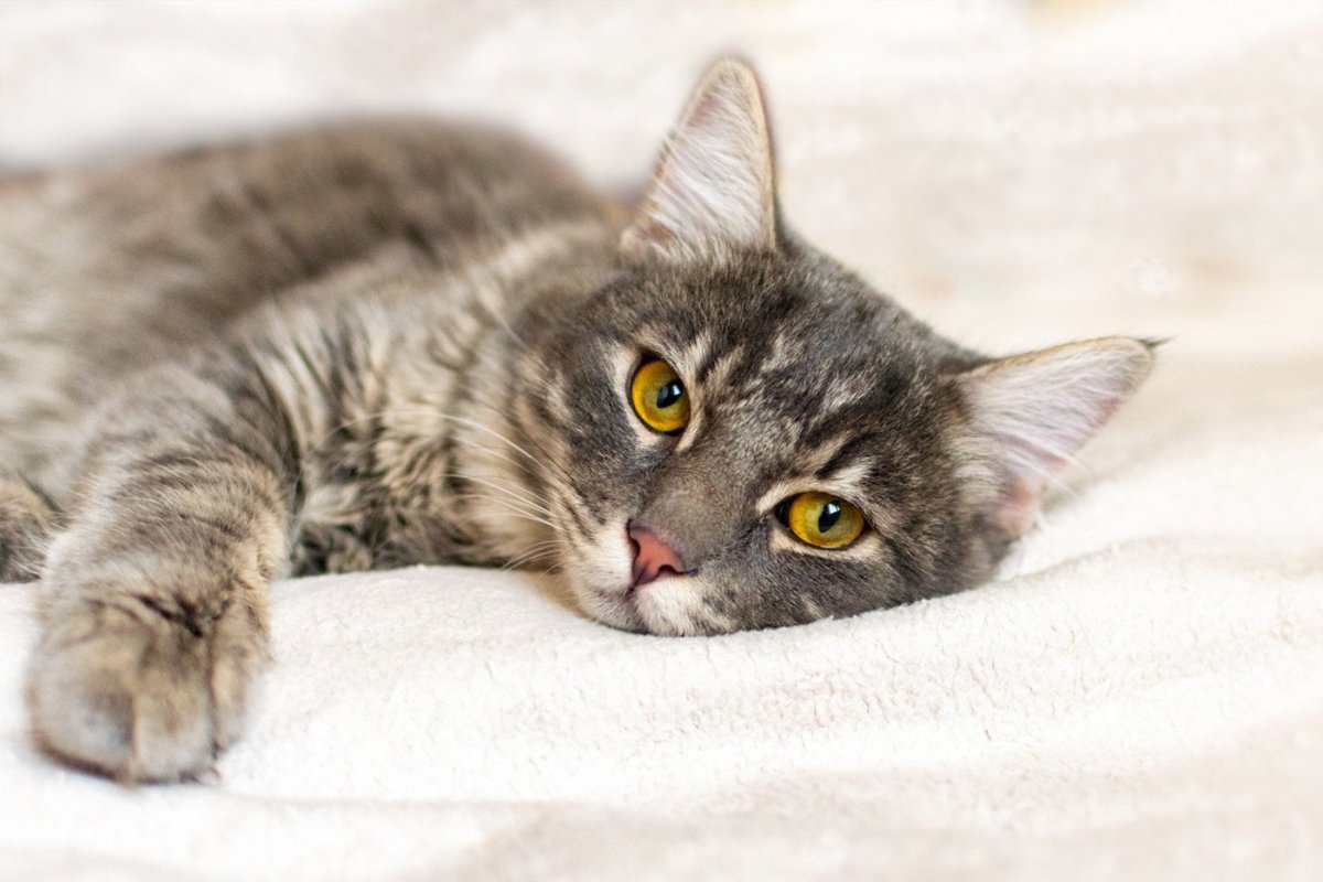 猫の痛みは見逃されやすい？飼い主が気づきたい「小さな行動変化」とサイン【獣医師執筆】